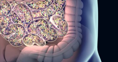 Gut microbiome