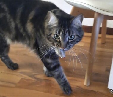 A close-up photo shows a gray adult tabby cat intensely staring at the camera with a toy mouse in his mouth. He is in mid-prowl on a hardwood floor.